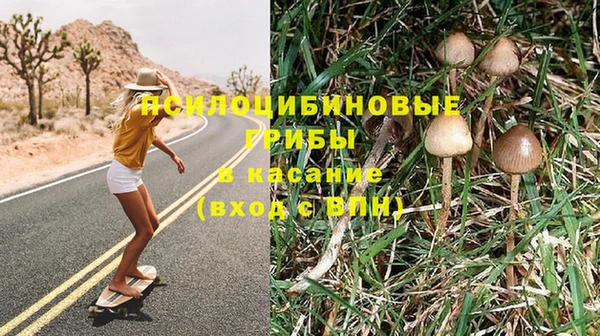 стаф Алзамай